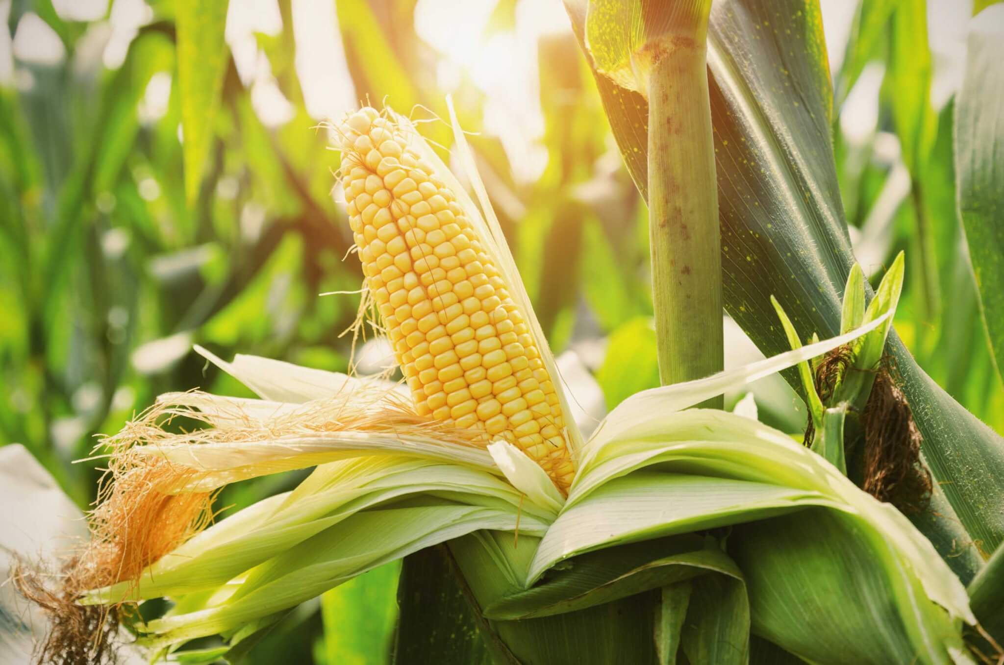 BONNIE-PLANTS_corn-iStock-857670630-2400px_1ce4b5df-20b7-433c-acde-8703235c66be.jpg